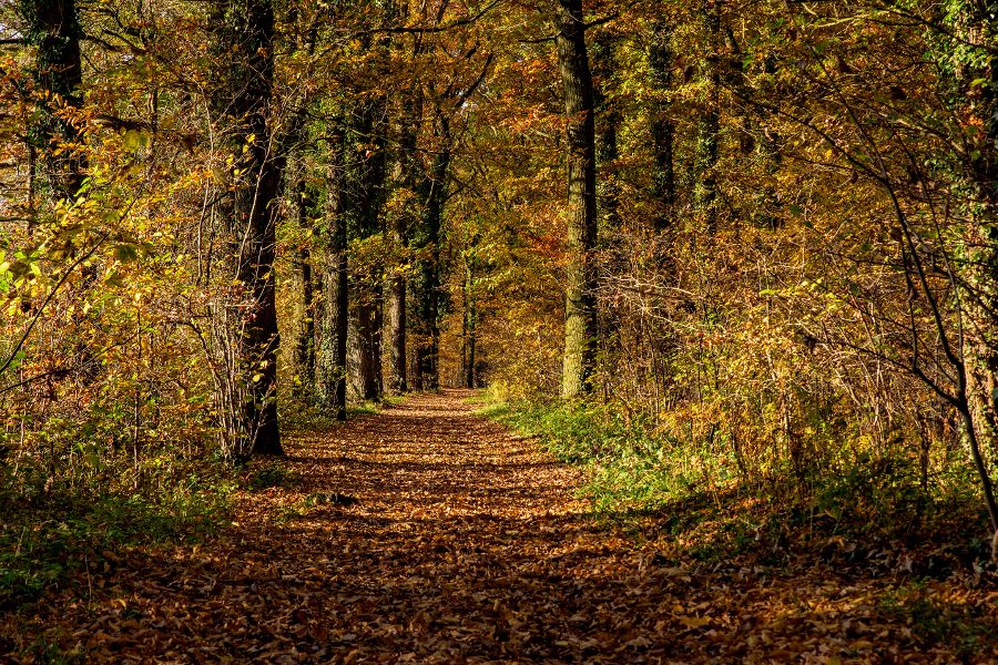 Herbstwanderung (© Timo Klostermeier / pixelio.de)