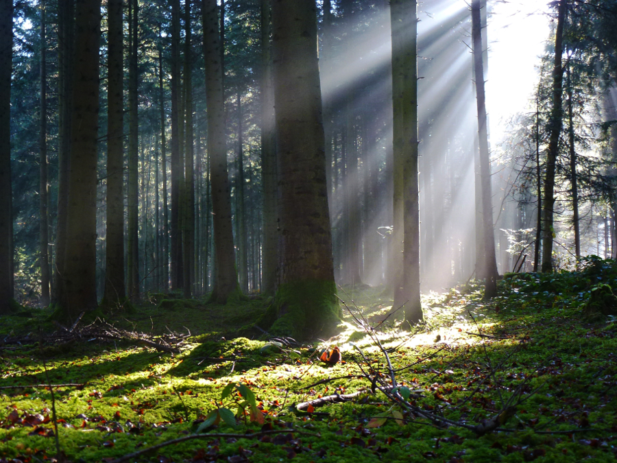 Lichtstrahlen im Wald (© Rainer Sturm / pixelio.de)