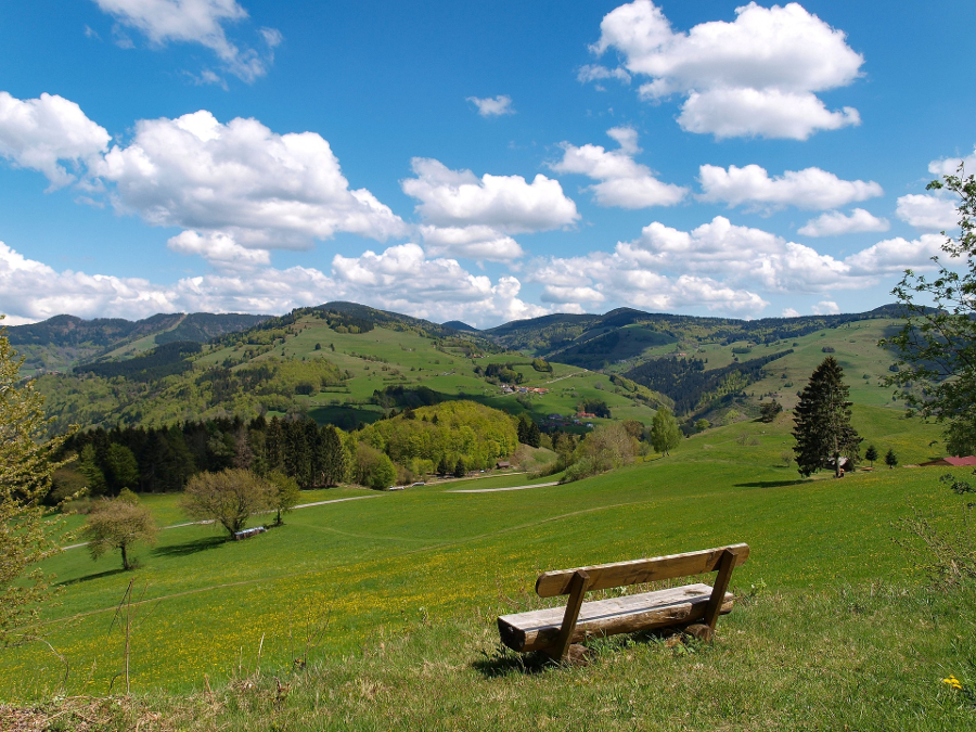 Schwarzwald (© pixabay.com)